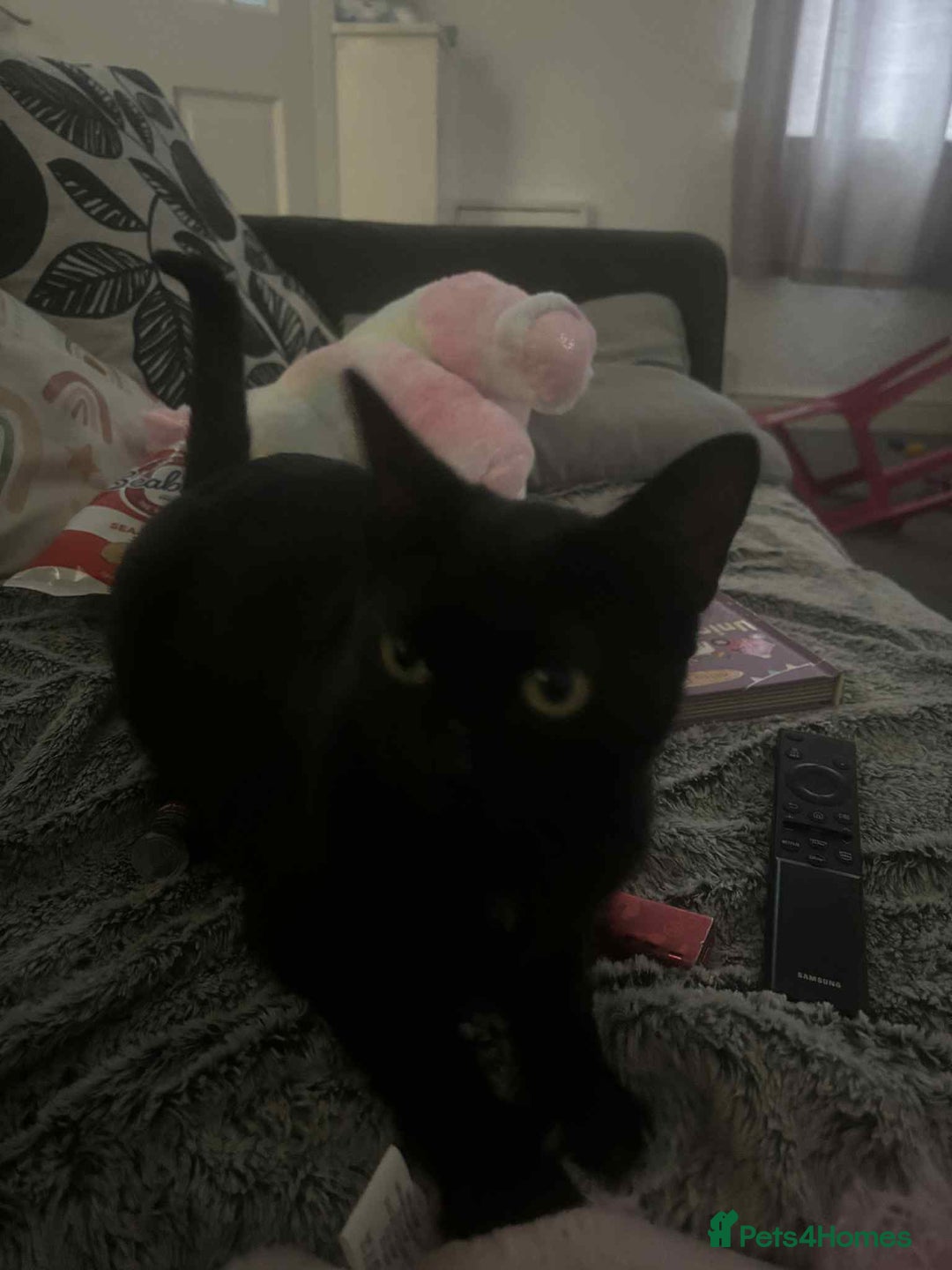 Domestic Shorthair cats for sale: Beautiful babies - Image 4