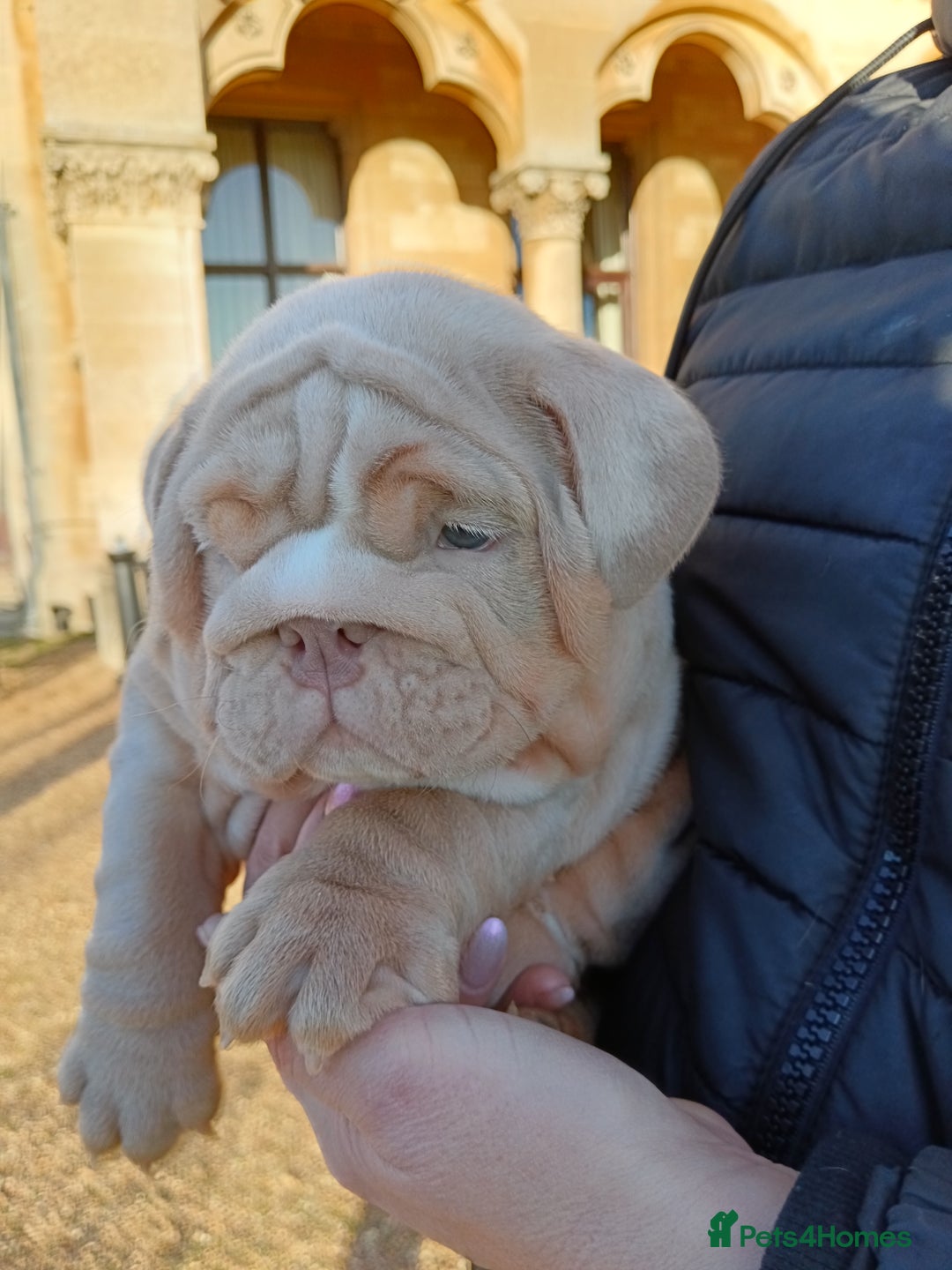English Bulldog dogs for sale: 2 stunning males from the world famous Mr muscle  - Advert 7