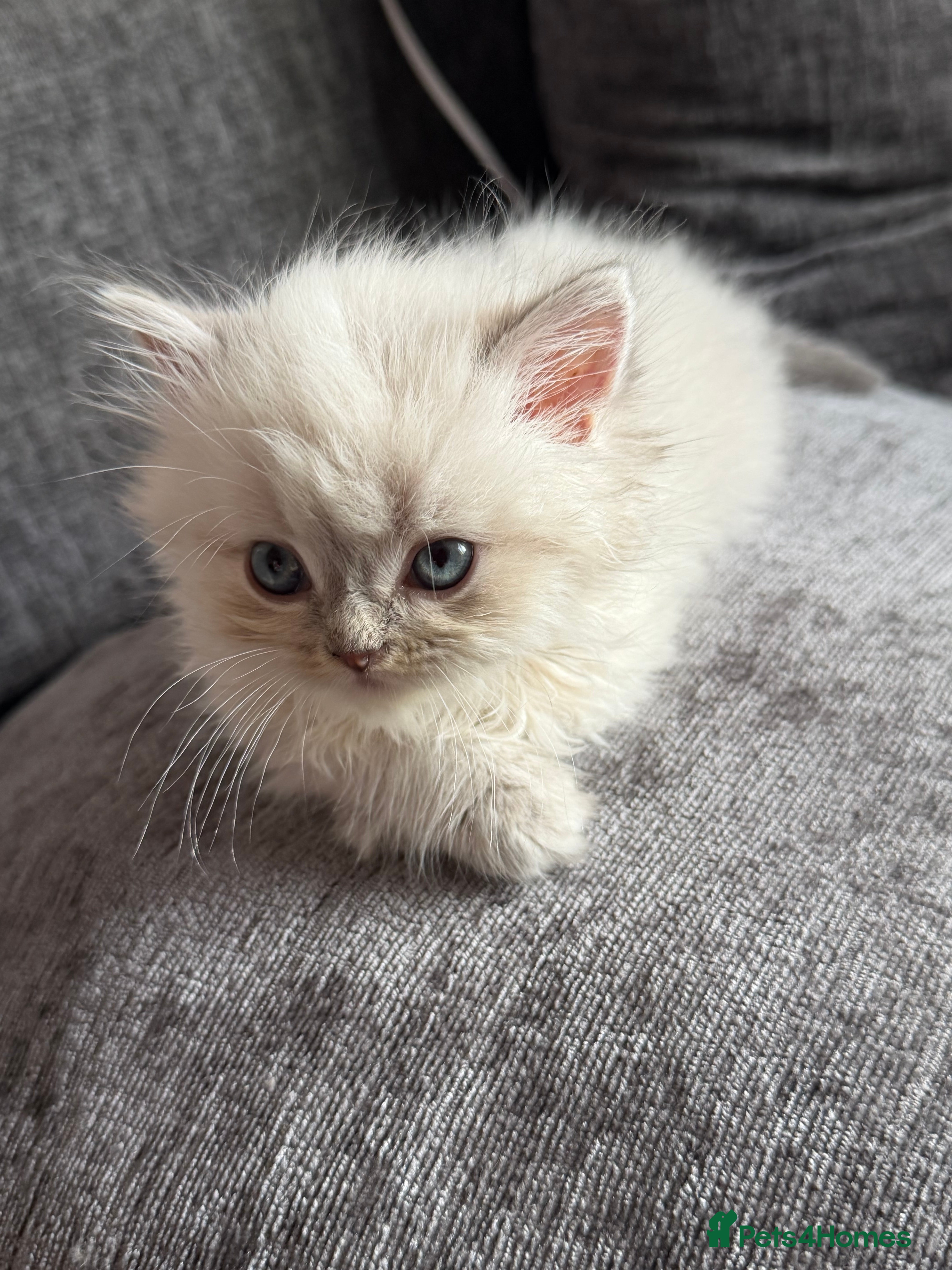 Persian cats Stunning Colourpoint Persian Kittens 💖 - Advert 2