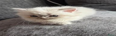 Persian 5