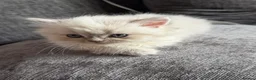 Persian cats for sale: Stunning Colourpoint Persian Kittens 💖 - Advert 2