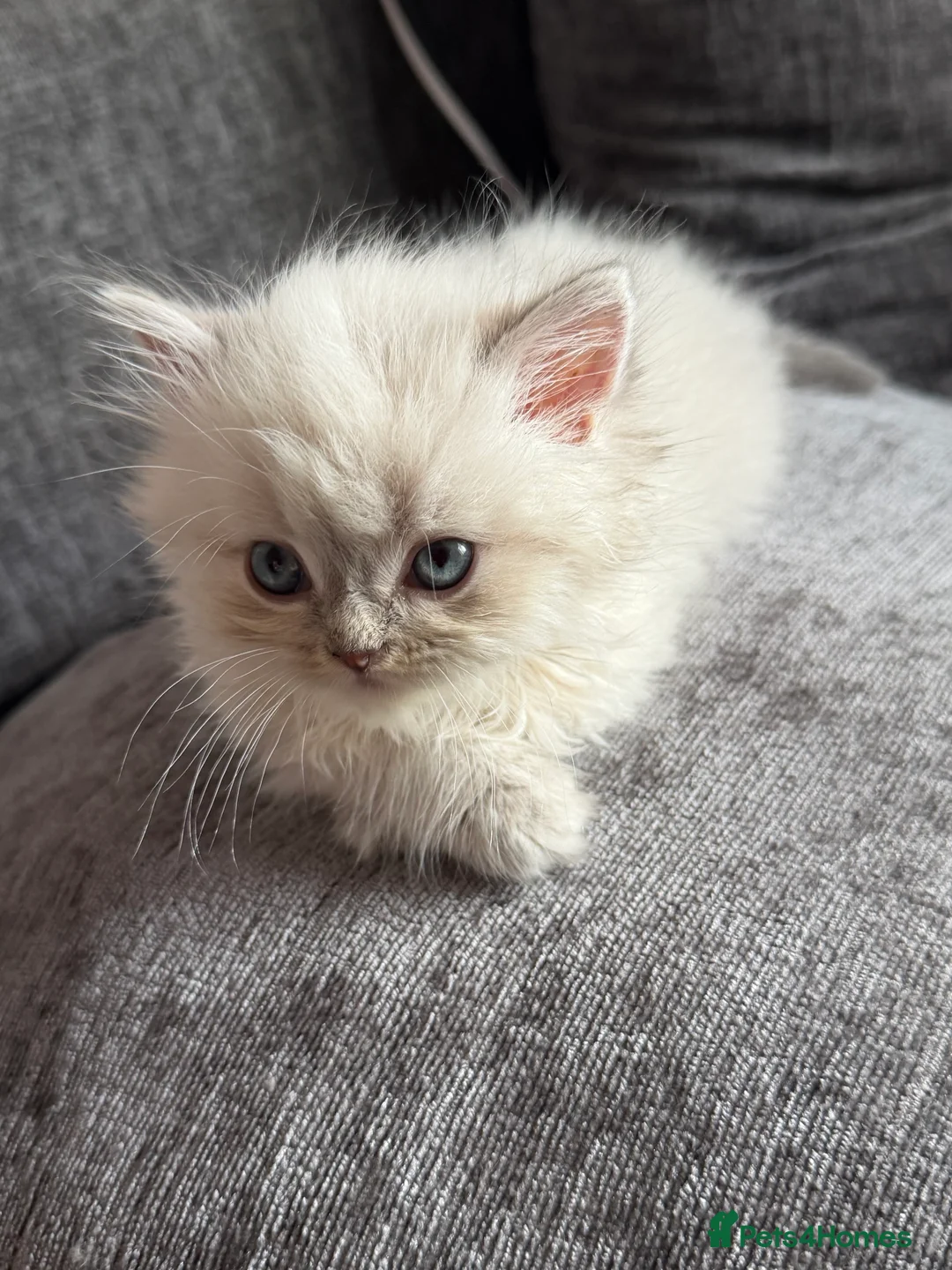 Persian cats for sale: Stunning Colourpoint Persian Kittens 💖 - Advert 2