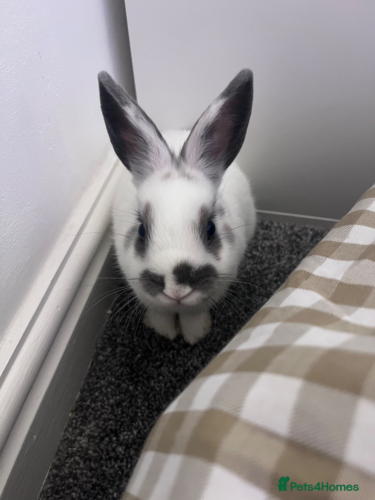 Netherland Dwarf rabbits Male rabbit for rehome  - Advert 2
