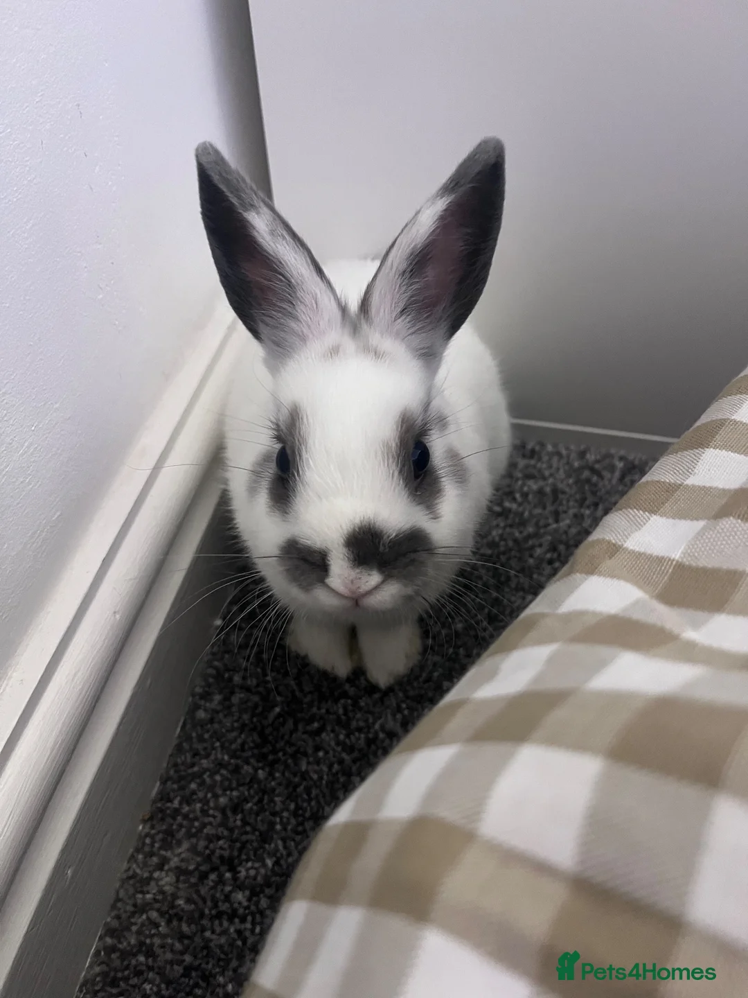Netherland Dwarf rabbits for sale: Male rabbit for rehome  in Chester - Advert 1