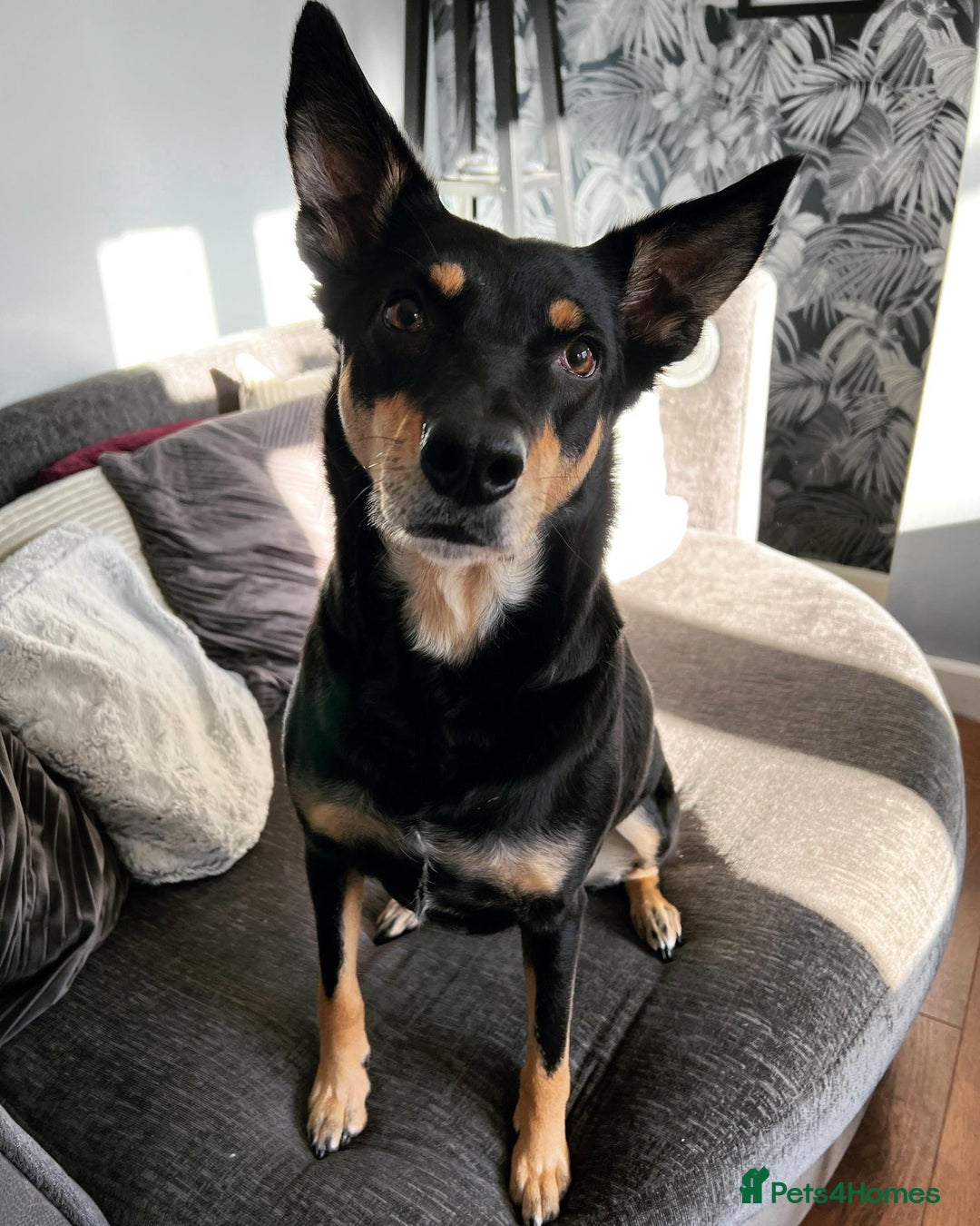 Mixed Breed dogs for sale: Sweet, People-Loving Kelpie Ready for a New Home - Advert 4