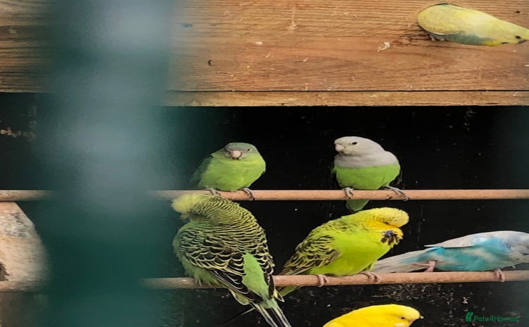 Budgerigars birds - Advert 5