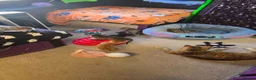 Mixed Breed cats for sale: 3 boys 2 girls kittens  - Advert 14