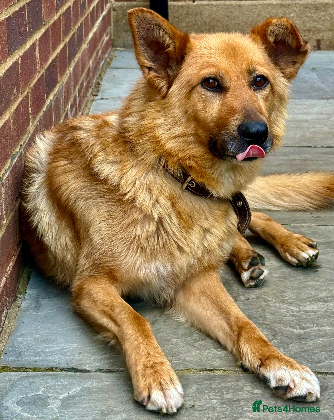 German Shepherd dogs for adoption: Ridgey – The Dog They Left Behind - Image 3
