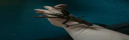 Mixed Breed invertebrates for sale: Mantis, millipedes , isopods , stick insects/eggs - Advert 7