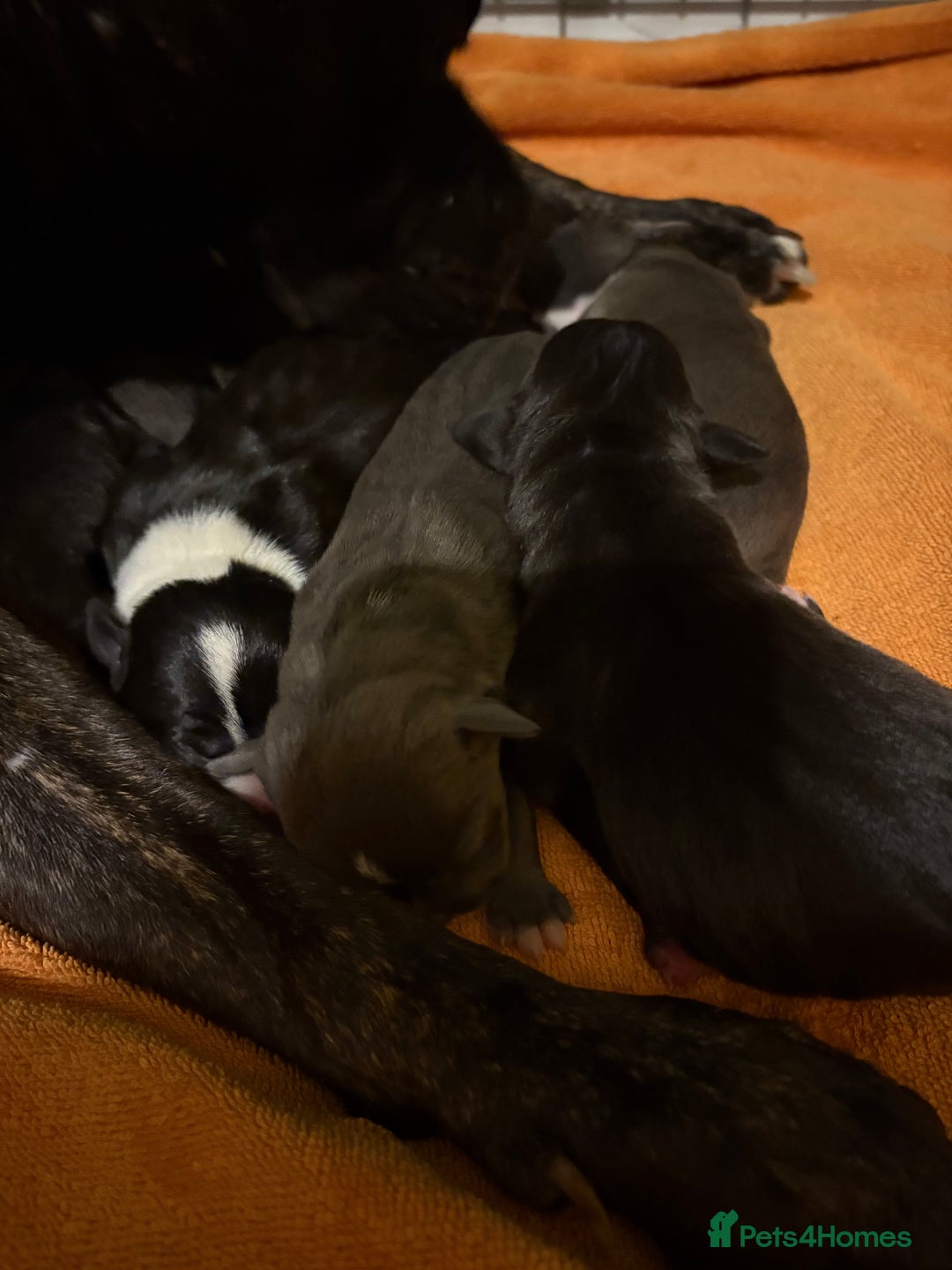 Staffordshire Bull Terrier dogs for sale: Staffordshire Bull Terrier hybrid puppies  - Advert 5