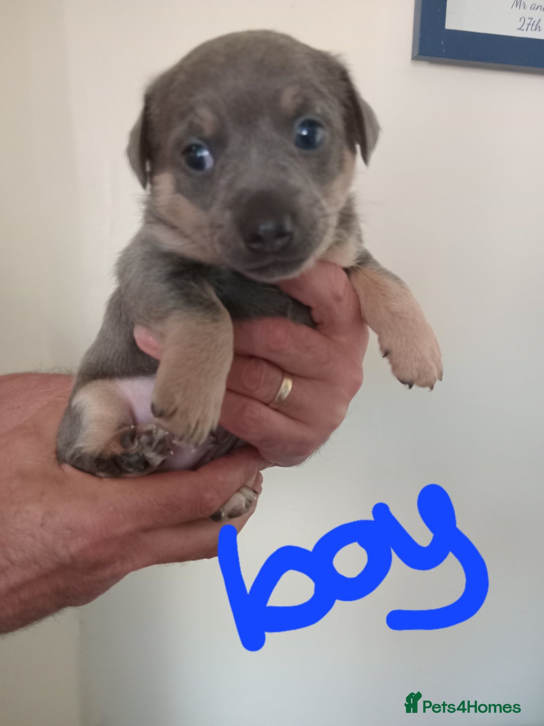 Jack Russell dogs for sale: Lilac/Blue Jack Russell puppies  in Hornchurch - Image 9