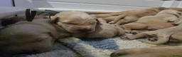Golden Retriever dogs for sale: KC Registered Golden Retrievers !  - Advert 3
