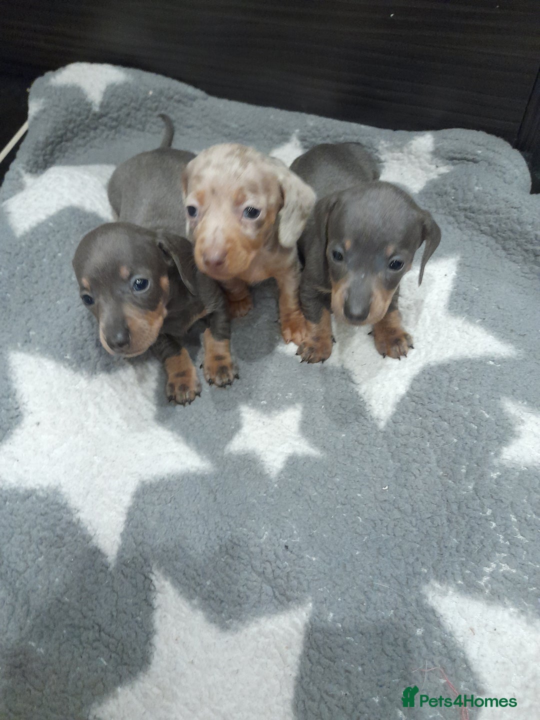 Miniature Dachshund dogs for sale: Miniature dachshund puppies  - Advert 1