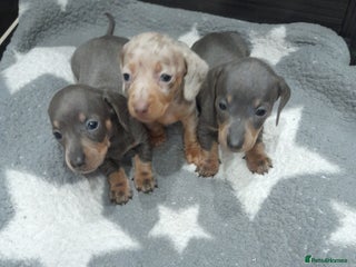Miniature Dachshund dogs Miniature dachshund puppies - Advert 2