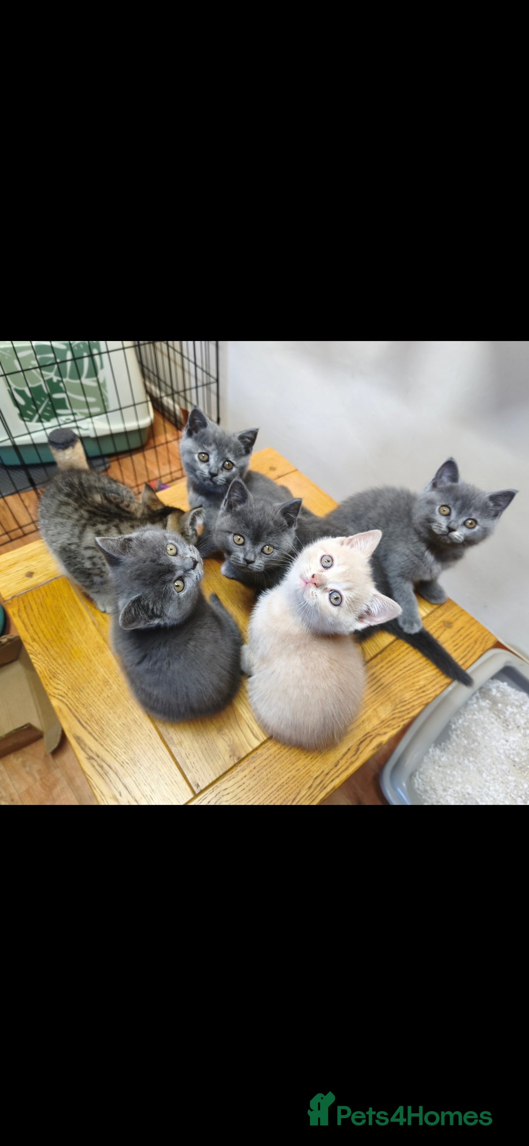British Shorthair cats for sale: British Shorthair Kittens Imported Parents  - Advert 7