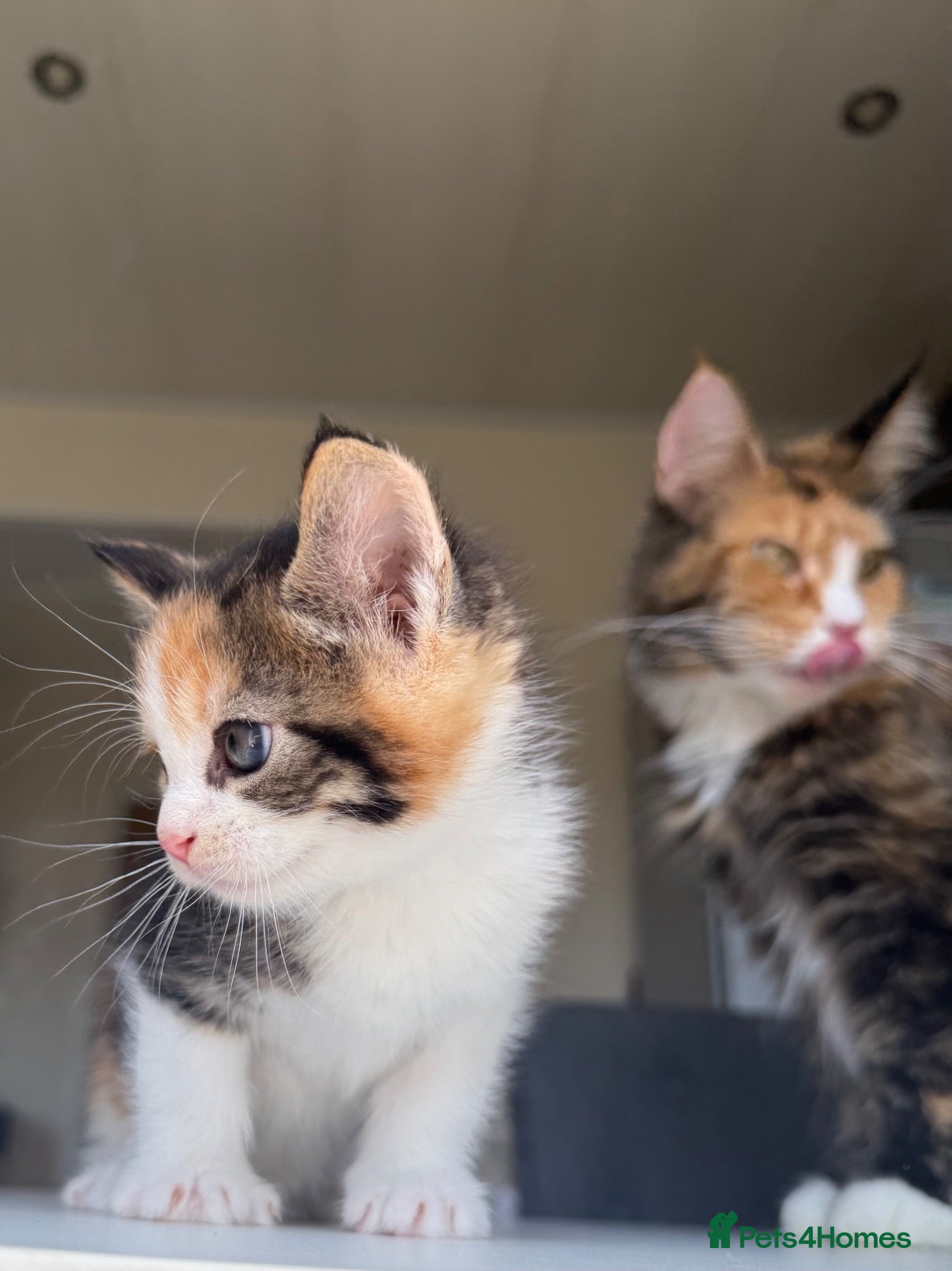 Maine Coon cats TORTOISESHELL MAINE COON X KITTENS - Advert 1