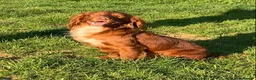 Cocker Spaniel dogs for stud: Fully Health Tested Dark Red W/Cocker Spaniel Stud in Totnes - Advert 14