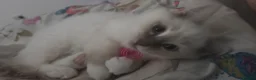 Ragdoll cats for sale: Exceptional rare lilac lynx Ragdoll in Stockport - Advert 10