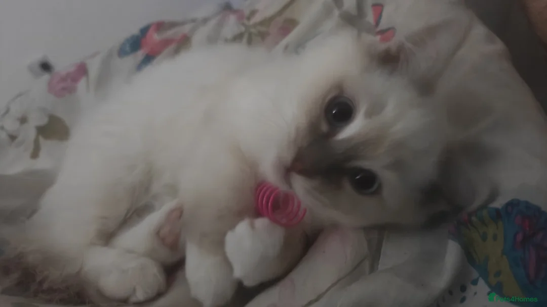 Ragdoll cats for sale: Exceptional rare lilac lynx Ragdoll in Stockport - Advert 10