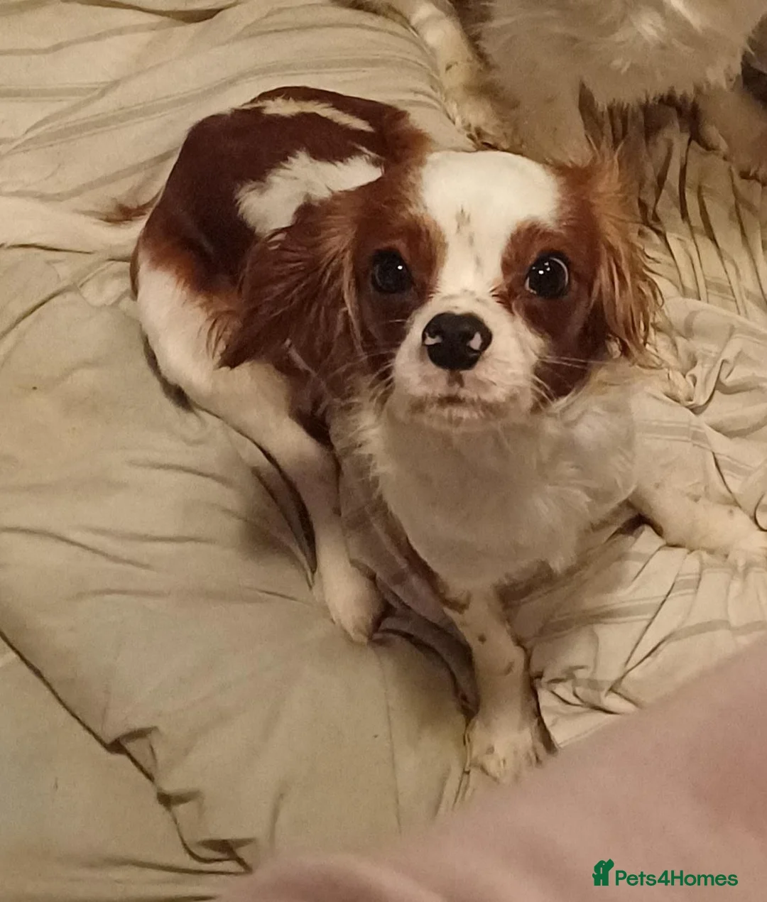 Cavalier King Charles Spaniel dogs for sale: 2 year old cavalier King Charles spaniel  - Advert 3