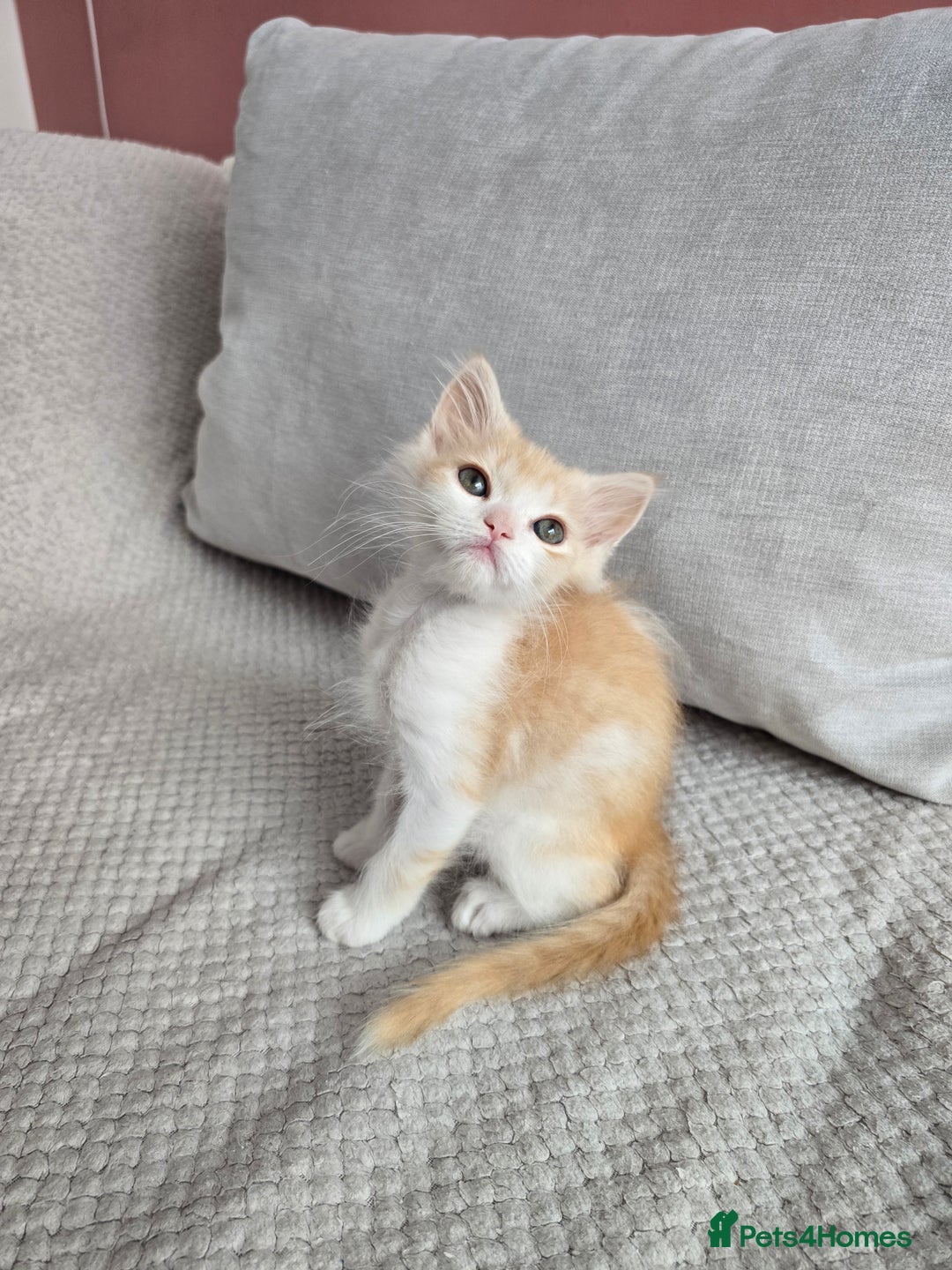 Scottish Fold cats for sale: Scottish Straight purebred kittens  - Image 10