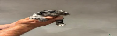 Sproodle 6