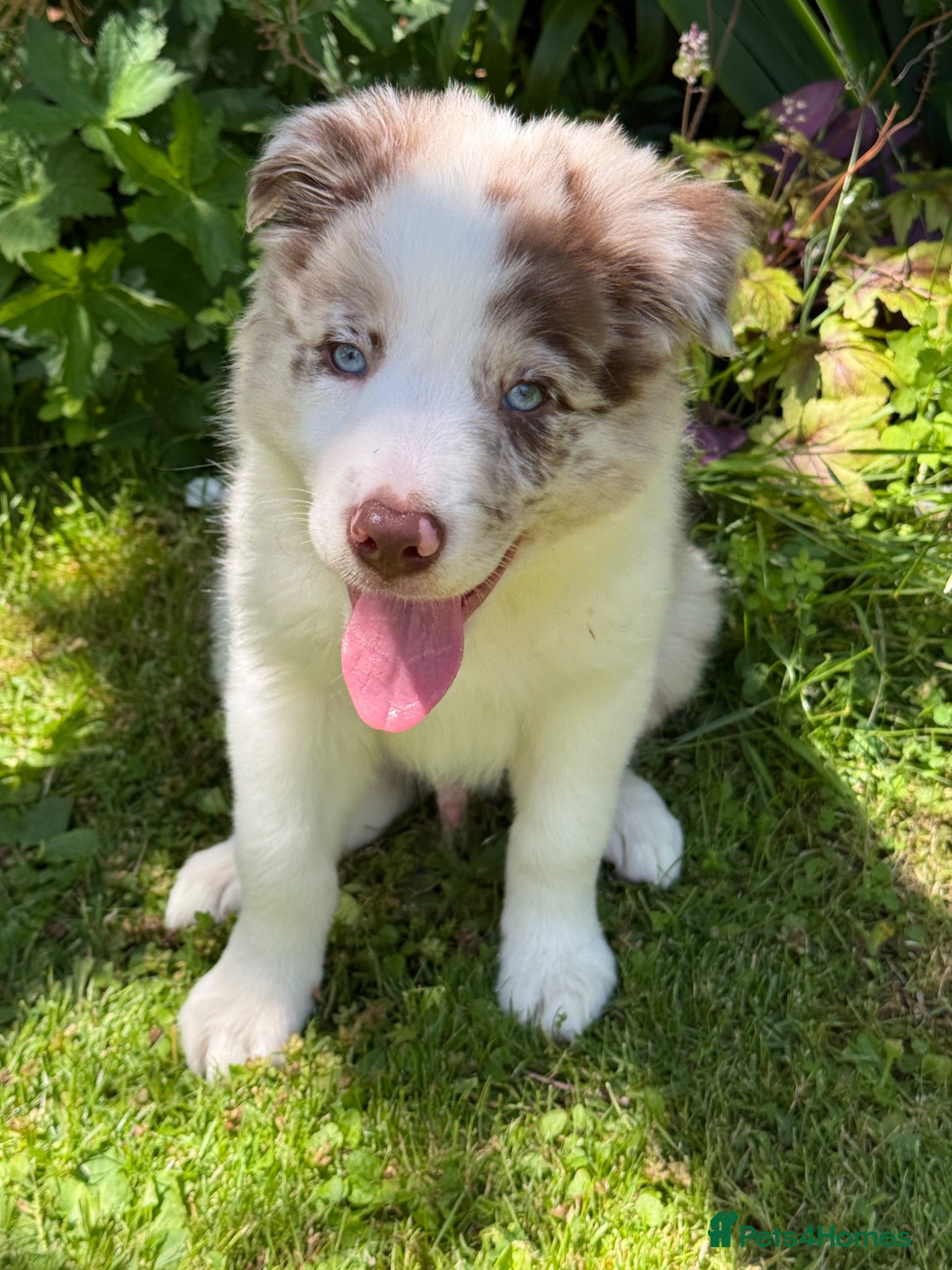 Border Collie dogs Litter of three striking Border Collie puppies  - Advert 9