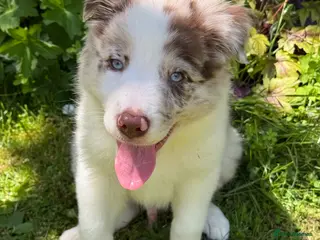 Border Collie dogs Litter of three striking Border Collie puppies - Advert 2