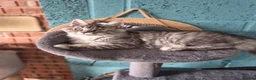Maine Coon cats for sale: 🌟Tica registered mainecoons champion lines! 🌟 - Advert 9