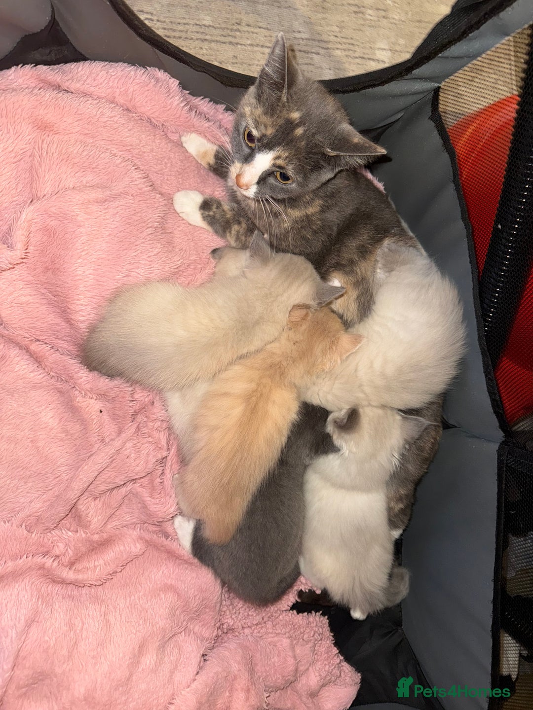 Ragdoll cats for sale: Half breeds - Image 2