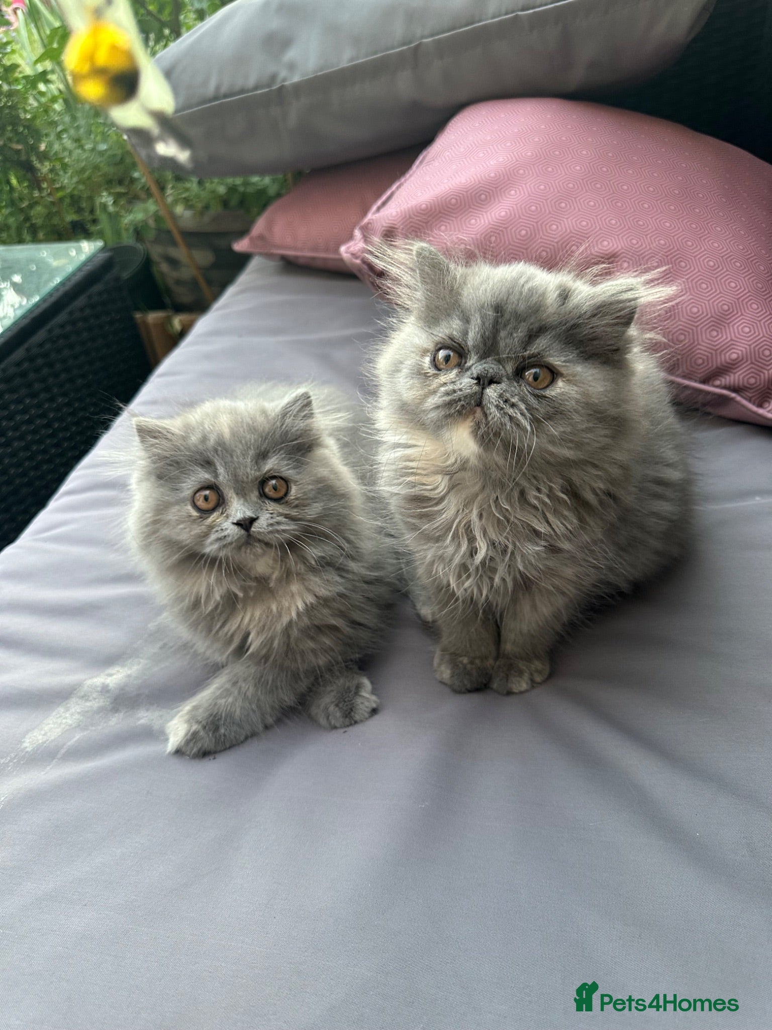 Persian cats 6th Generation pedigree Persian Kittens  - Advert 2