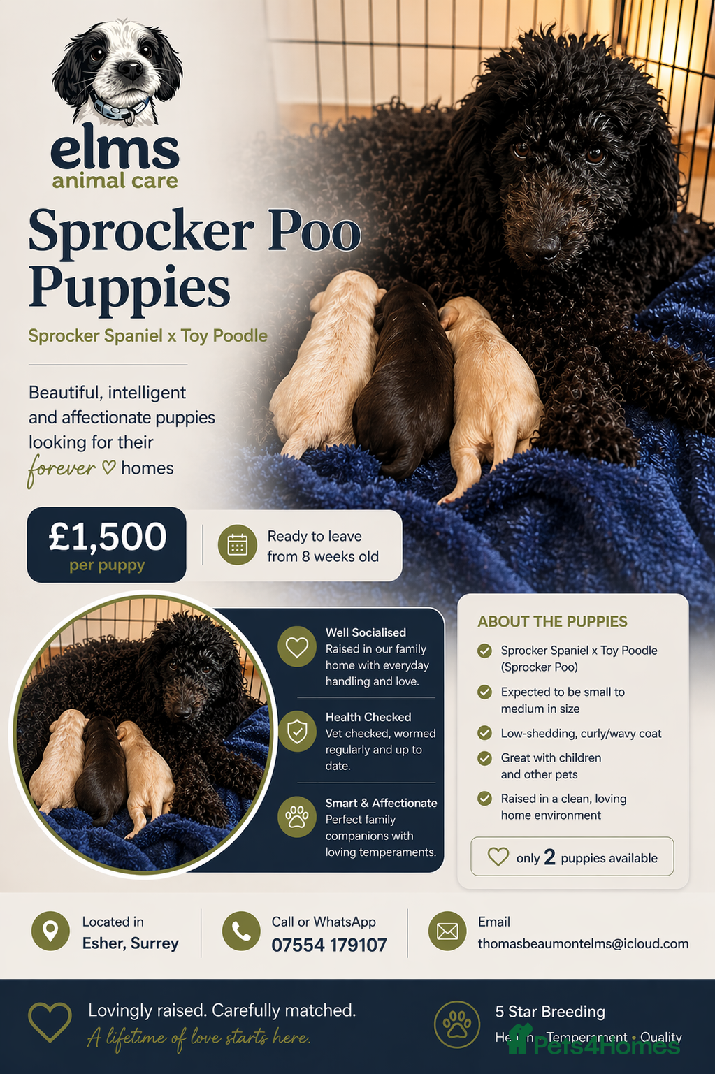 Mixed Breed dogs 5 star bred- Cream Miniature sprocker-poos!  - Advert 12