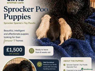 Mixed Breed dogs 5 star bred- Cream Miniature sprocker-poos! - Advert 12