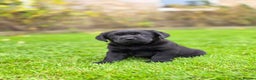 Labrador Retriever dogs for sale: High Quality Black Labrador Puppies - Advert 18
