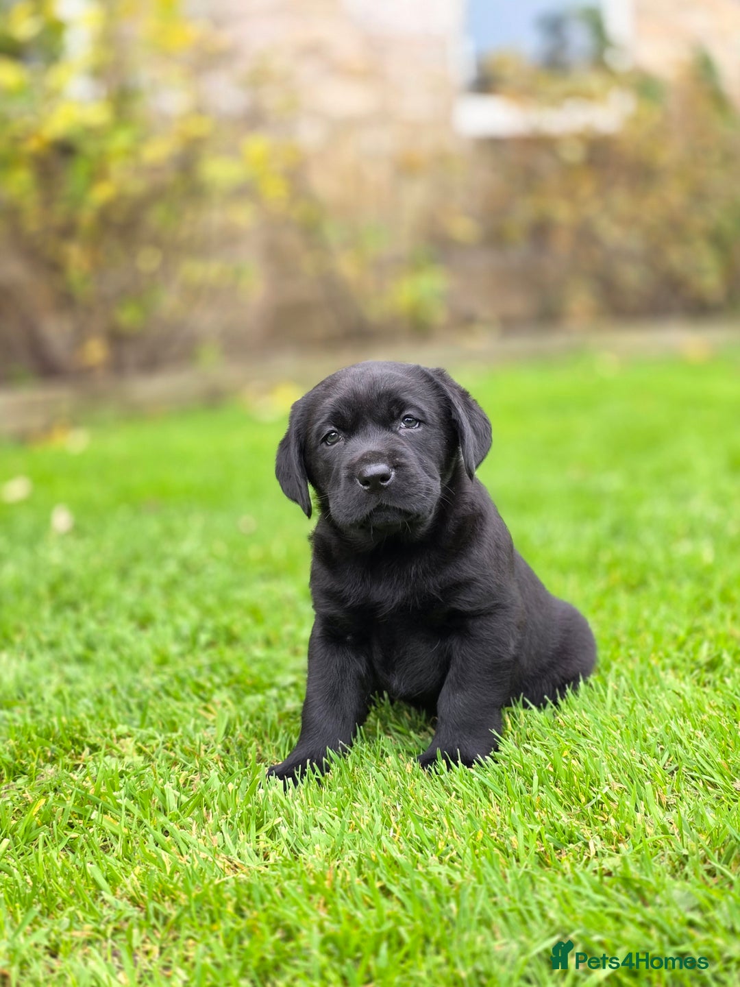 Labrador Retriever dogs for sale: High Quality Black Labrador Puppies - Advert 18