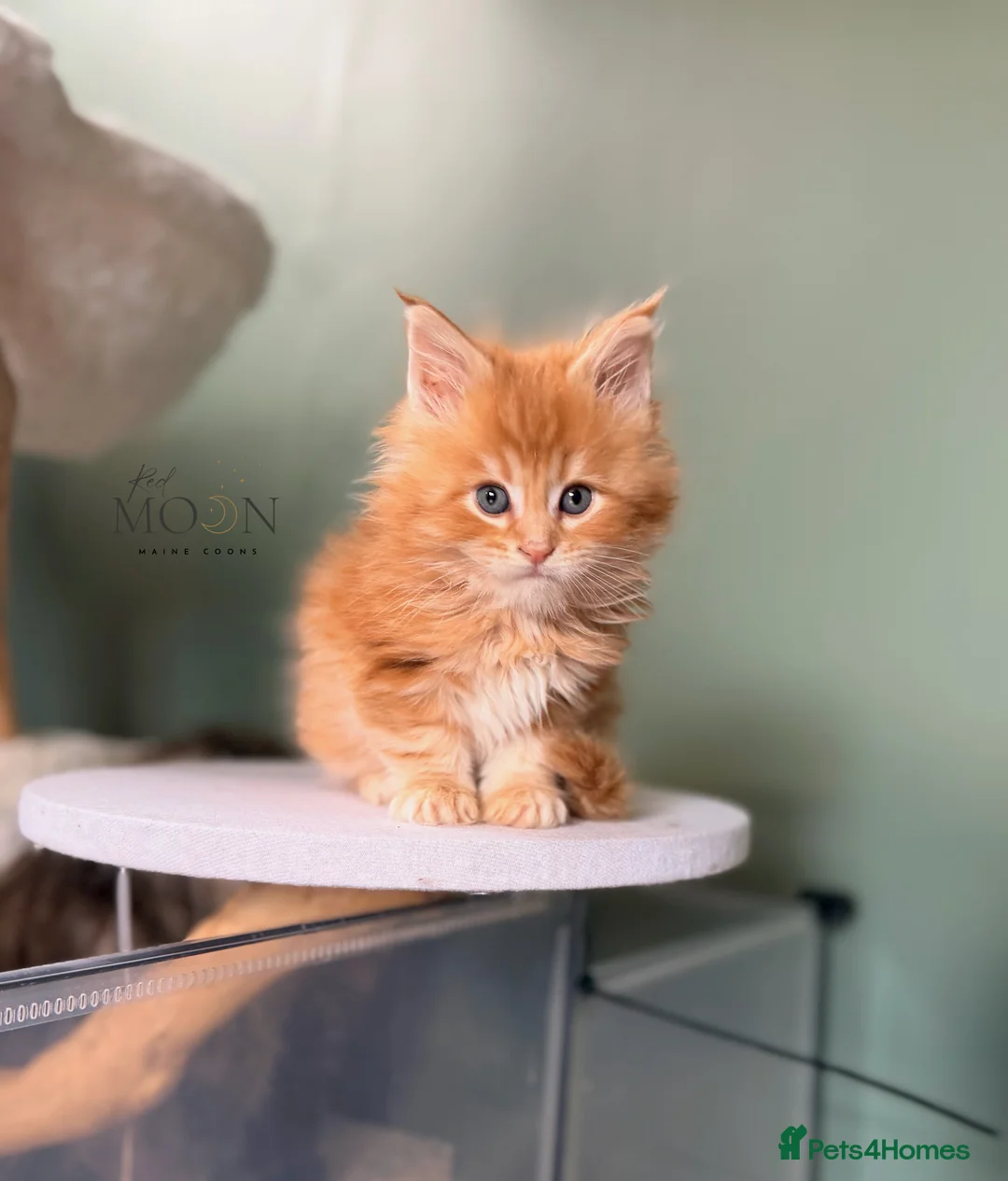 Maine Coon cats for sale: Last 2 boys, Maine coon kittens - Advert 1