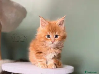 Maine Coon cats Last 2 boys, Maine coon kittens - Advert 16