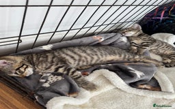 Mixed Breed cats for sale: 2 male kittens free  - Image 2