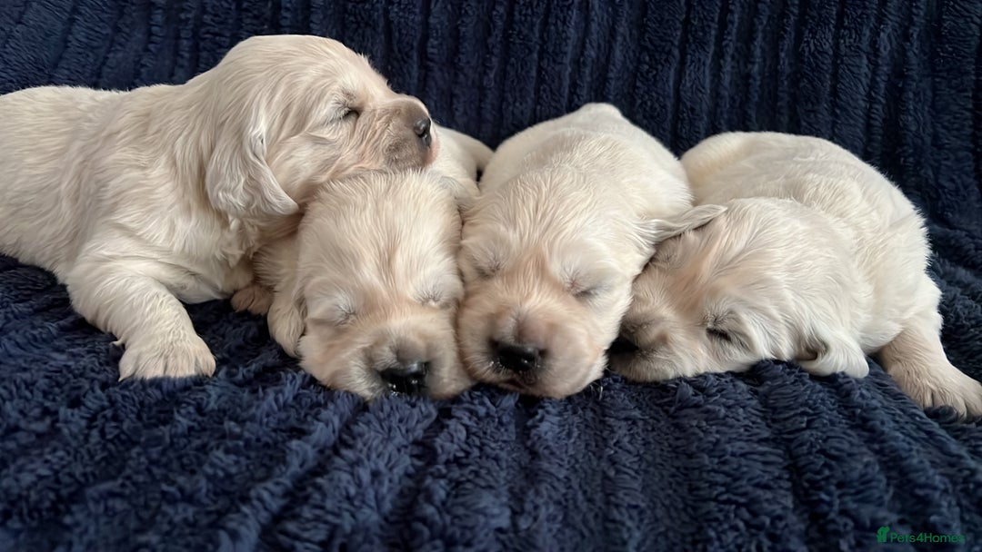 Golden Retriever dogs for sale: Health tested golden retrievers 🐶 - Image 4
