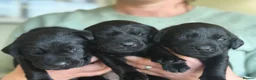 Labrador Retriever dogs for sale: KC registered Black Labrador puppies  in Harrogate - Advert 9