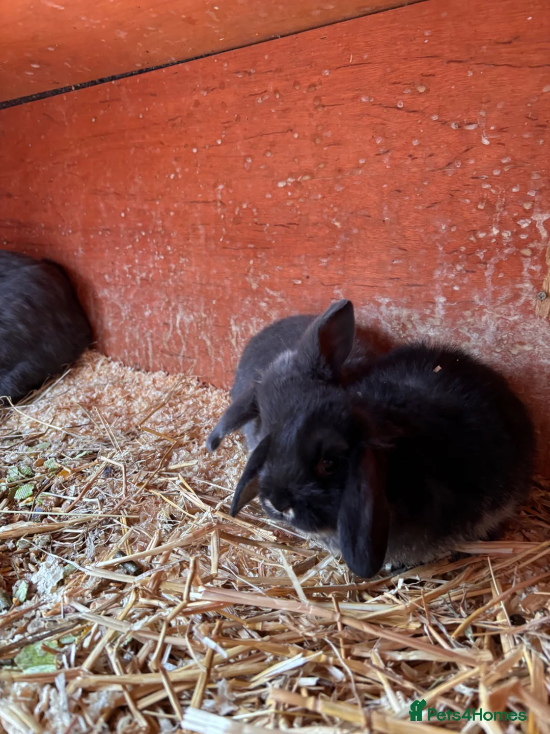Mini Lop rabbits for sale: 3 beautiful rabbits for reserve  - Advert 2