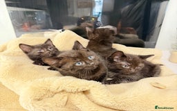 Ragdoll cats for sale: 4 brown fluffy ragdoll cross kittens  - Image 2