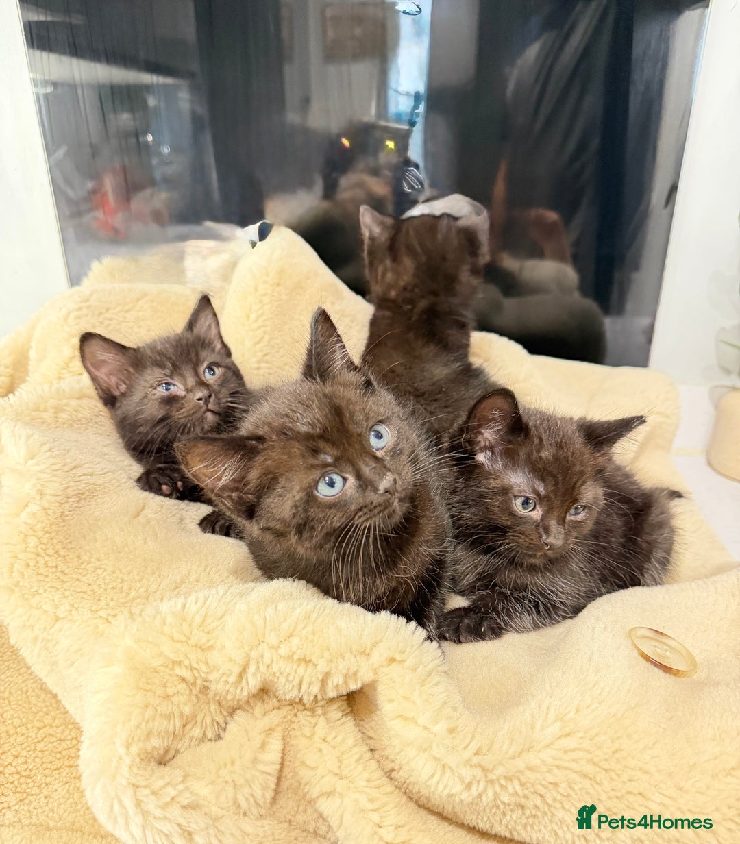 Ragdoll cats for sale: 4 brown fluffy ragdoll cross kittens  - Image 2