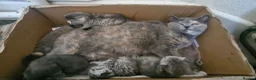 Mixed Breed cats for sale: Half british short hair kittens  - Advert 2