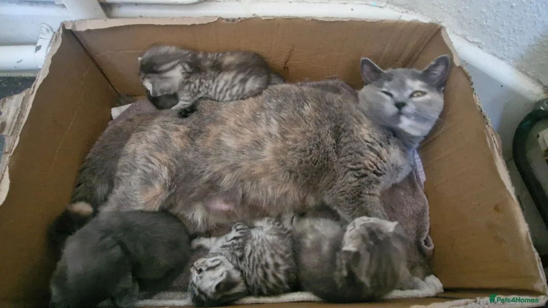 Mixed Breed cats for sale: Half british short hair kittens  - Advert 2