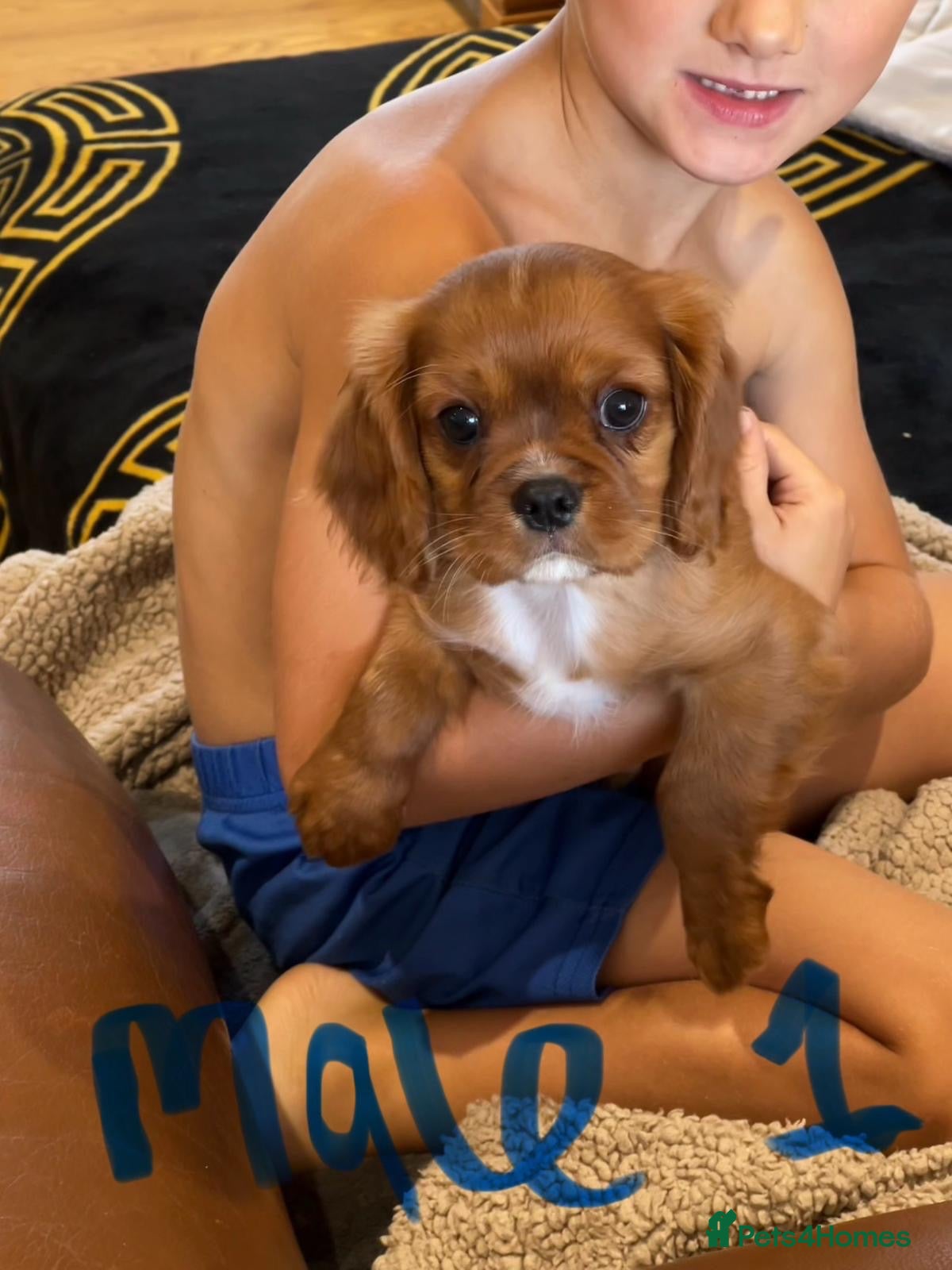 Cavalier King Charles Spaniel dogs KC REG HEALTH TESTED CAVALIER PUPPIES - Advert 1