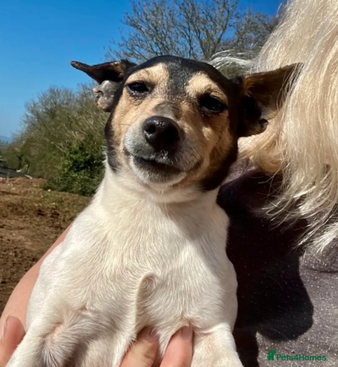 Jack Russell dogs for sale: Mini Jack Russell  - Advert 6
