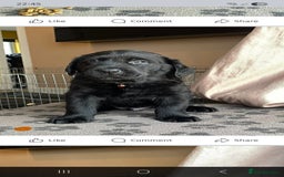 Mixed Breed dogs for sale: Luna pups - Image 13