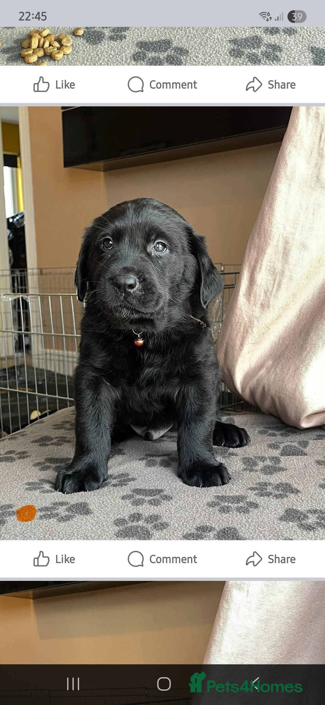 Mixed Breed dogs for sale: Luna pups - Image 13