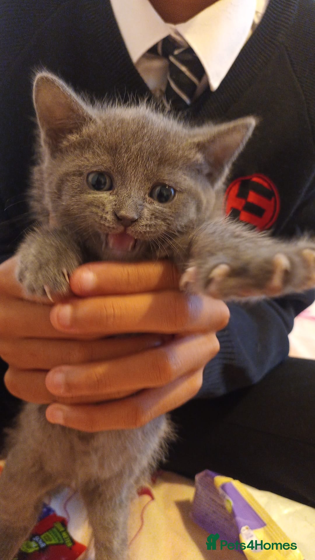 Mixed Breed cats for sale: Kittens - Image 5